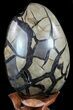 Septarian Dragon Egg Geode - Black Crystals #56401-3